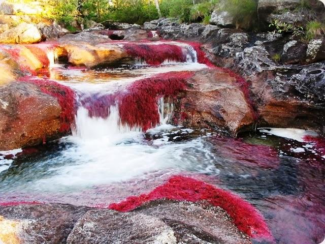 توێژینه‌وه‌كان سه‌لماندوویانه‌ كه‌ هیچ جۆره‌ ماسییه‌ك له‌م ڕووباره‌دا ناژی، سه‌ڕه‌ڕای تایبه‌تمه‌ندییه‌ نایابه‌كانی ڕووباره‌كه‌